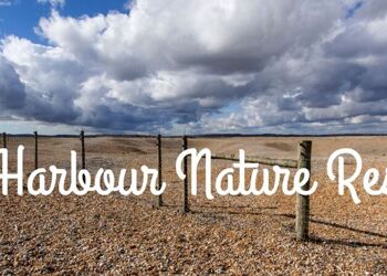 Year 8 trip to Rye Harbour Nature Reserve